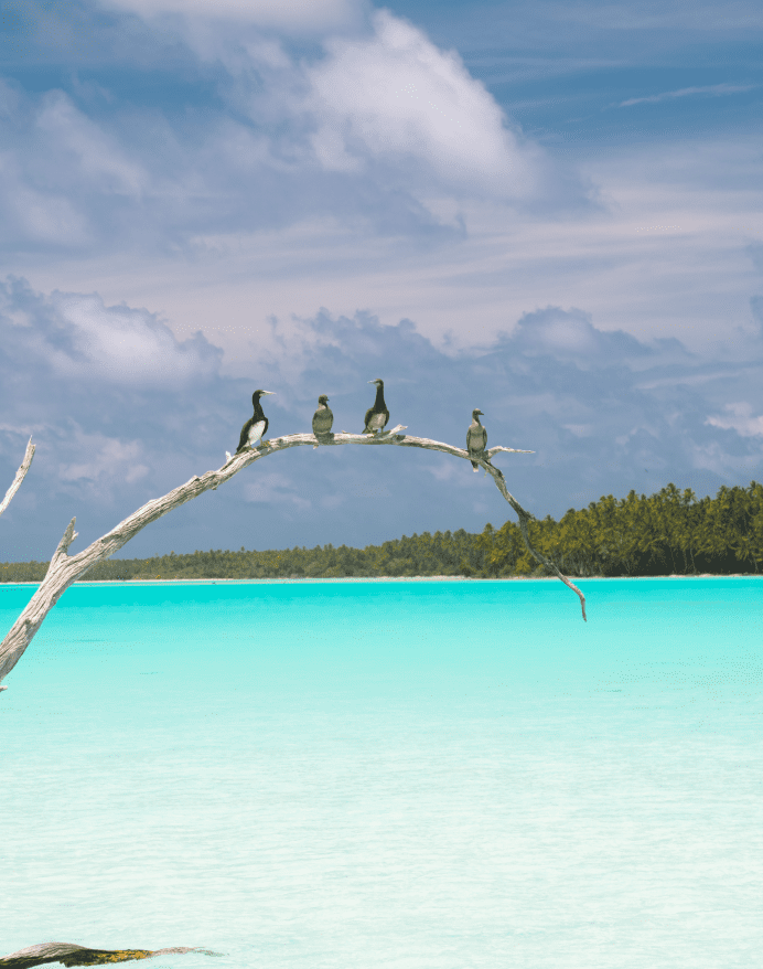 Rare migratory birds return to the atoll