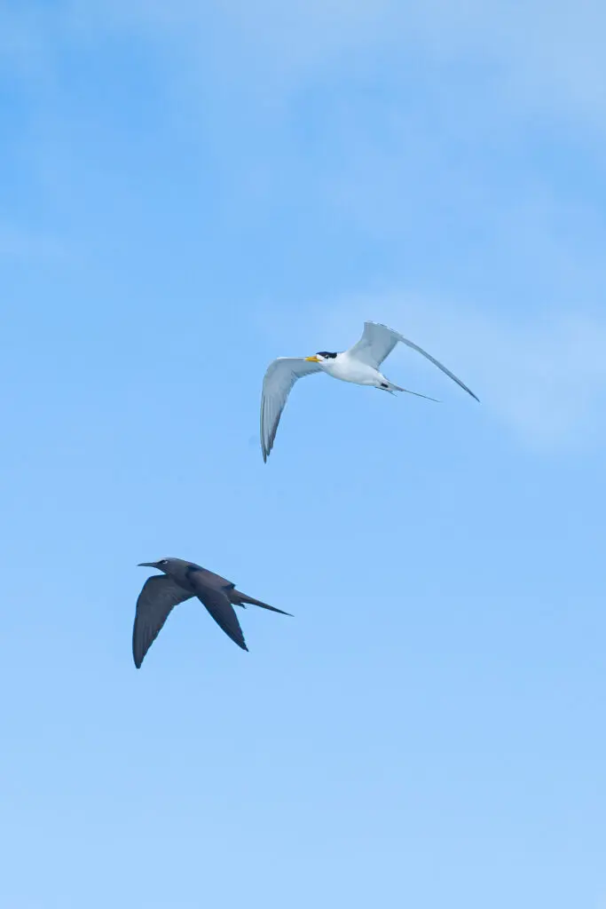 Seagull and Sooty Tern flying through a bright blue, cloudless sky near our French Polynesian resort