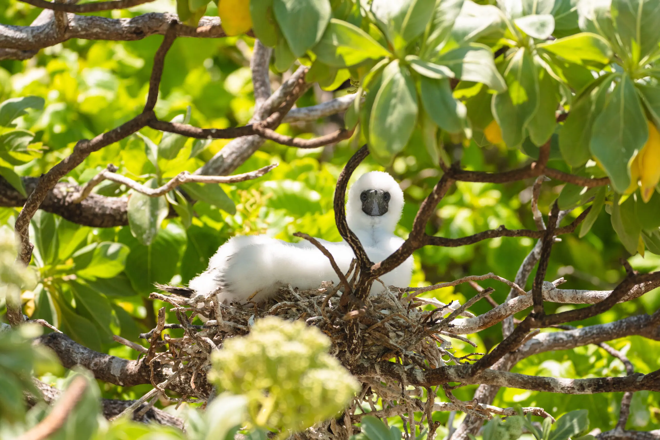 White bird with a black beak staring at the camera from a nest at our all inclusive resort in the South Pacific