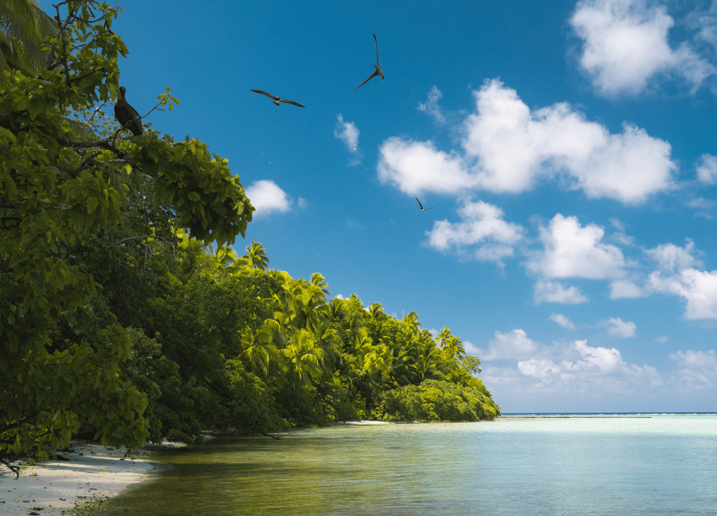 Birds over the water near a small beach with a close treeline