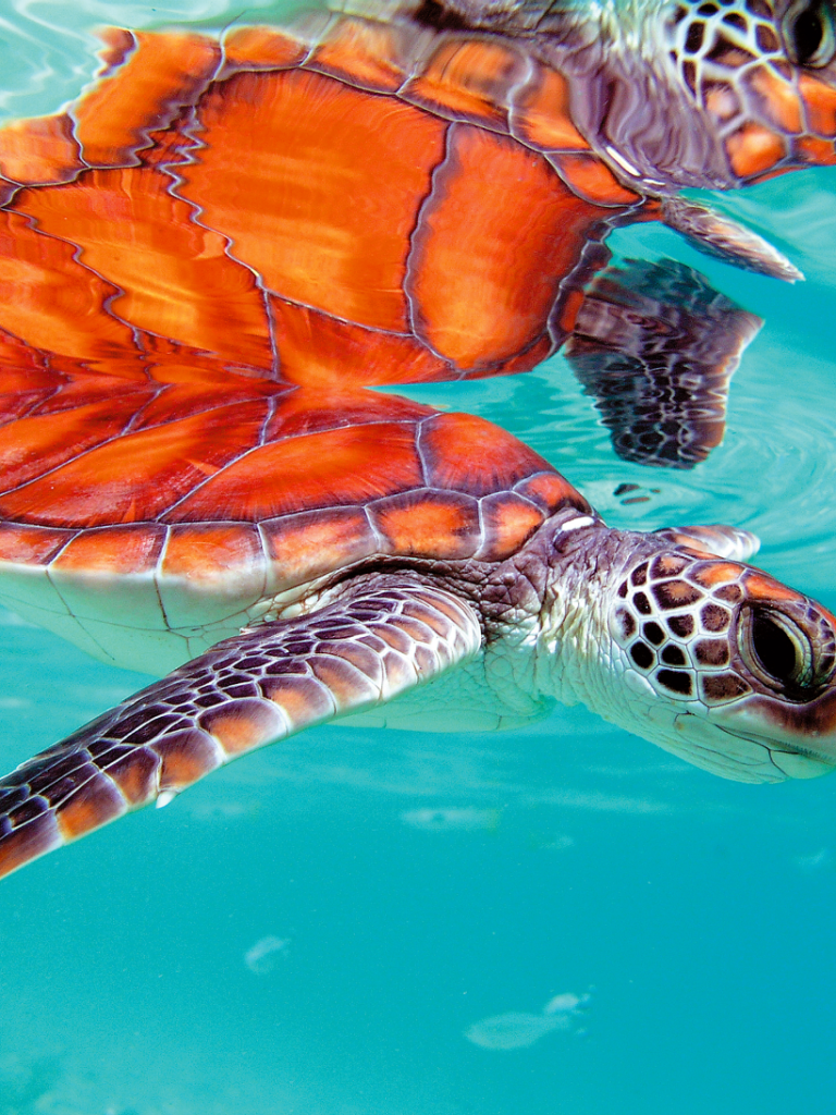 Close up of a sea turtle from under the water near our French Polynesia resort, its back reflected on the surface