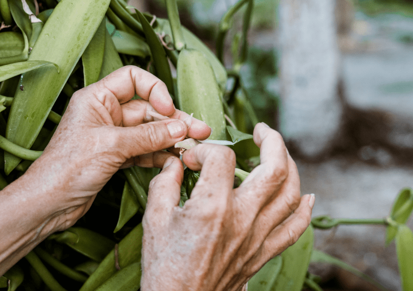 Old woman's hands harvesting from a plant for our Polynesian spa