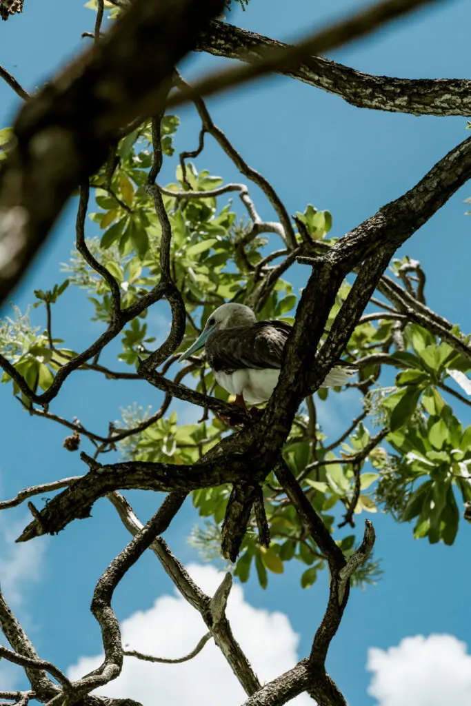 Large white and brown bird with a long blue beak, sitting in some branches at our French Polynesia resort