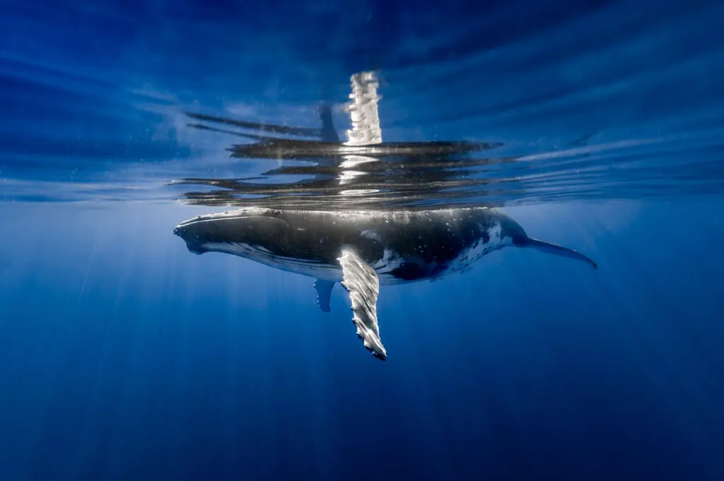 Whale watching in Tetiaroa – A Sacred Encounter at The Brando