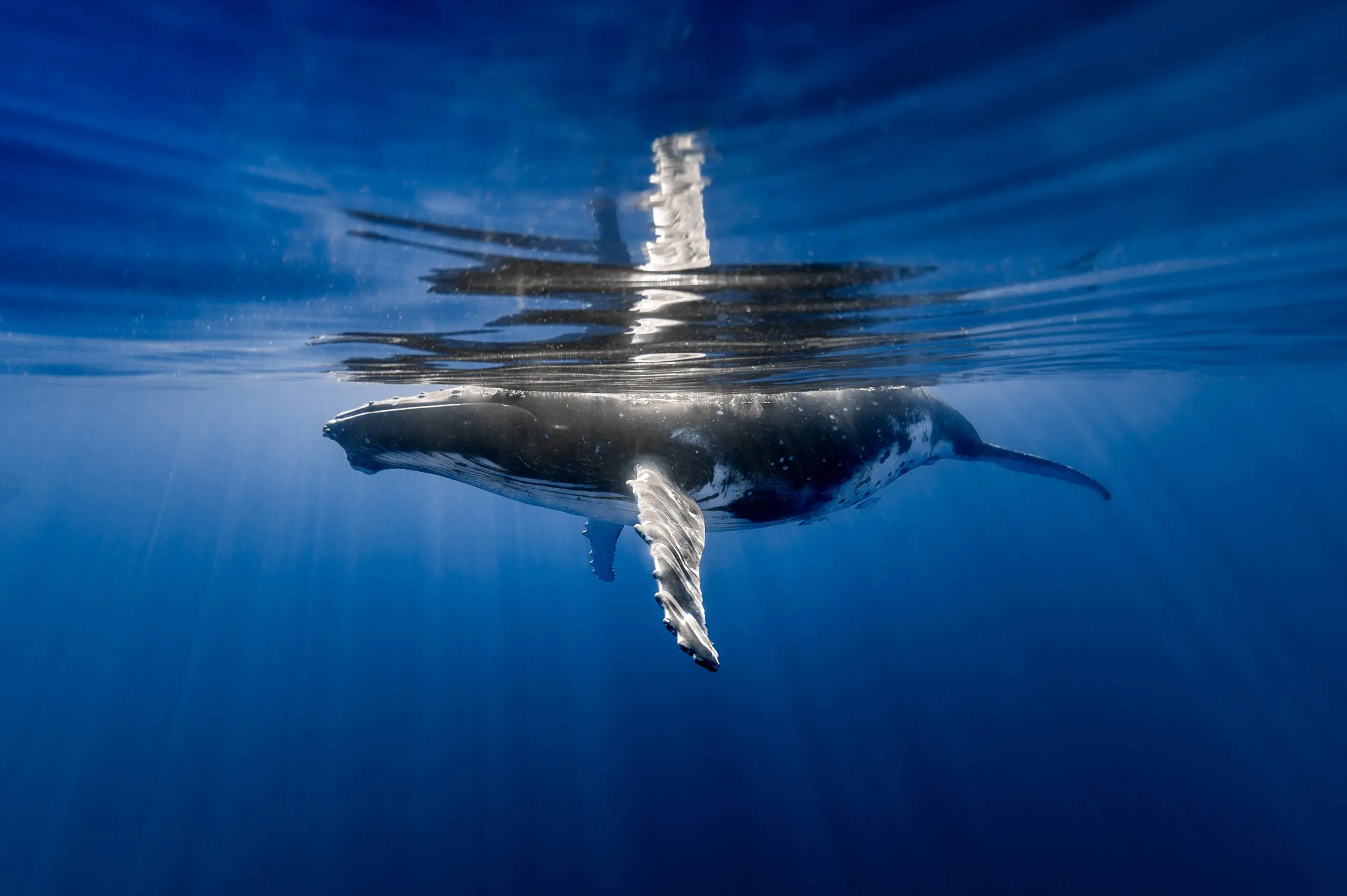 Whale at the surface of the ocean