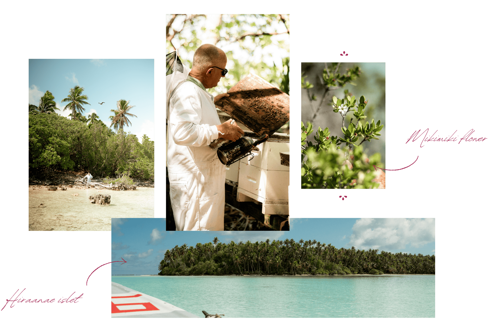 A beekeeper harvesting honey on Hiranae islet, surrounded by lush vegetation, melaleuca flowers, and turquoise lagoon waters on Tetiaroa.