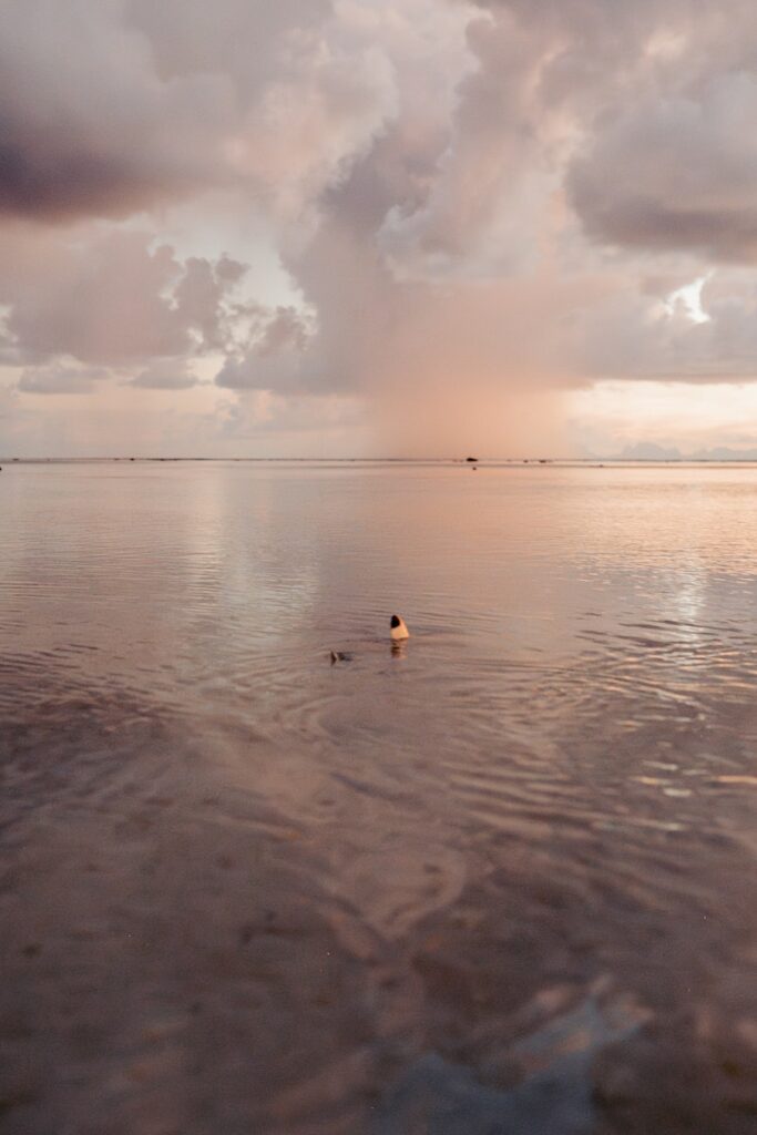 The Island Speaks