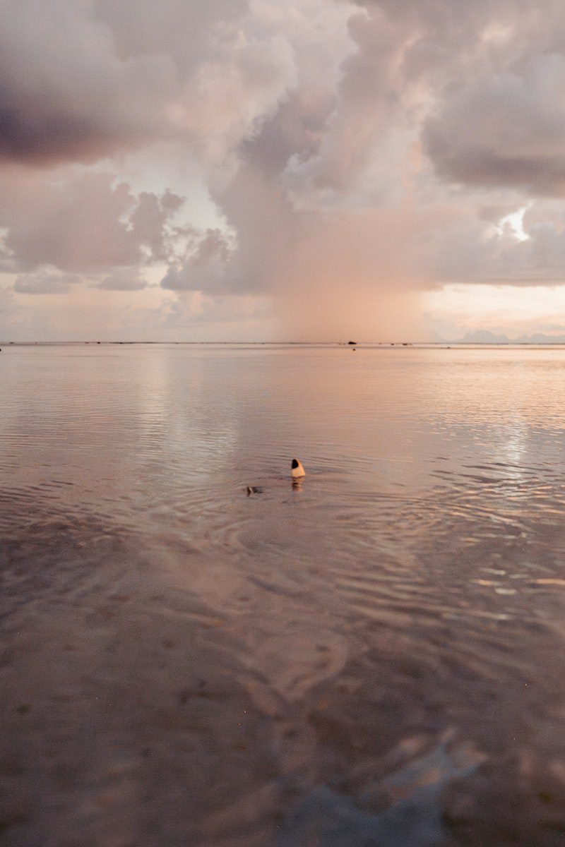 The Island Speaks