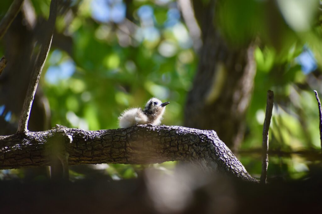 Seabirds thriving again in Tetiaroa