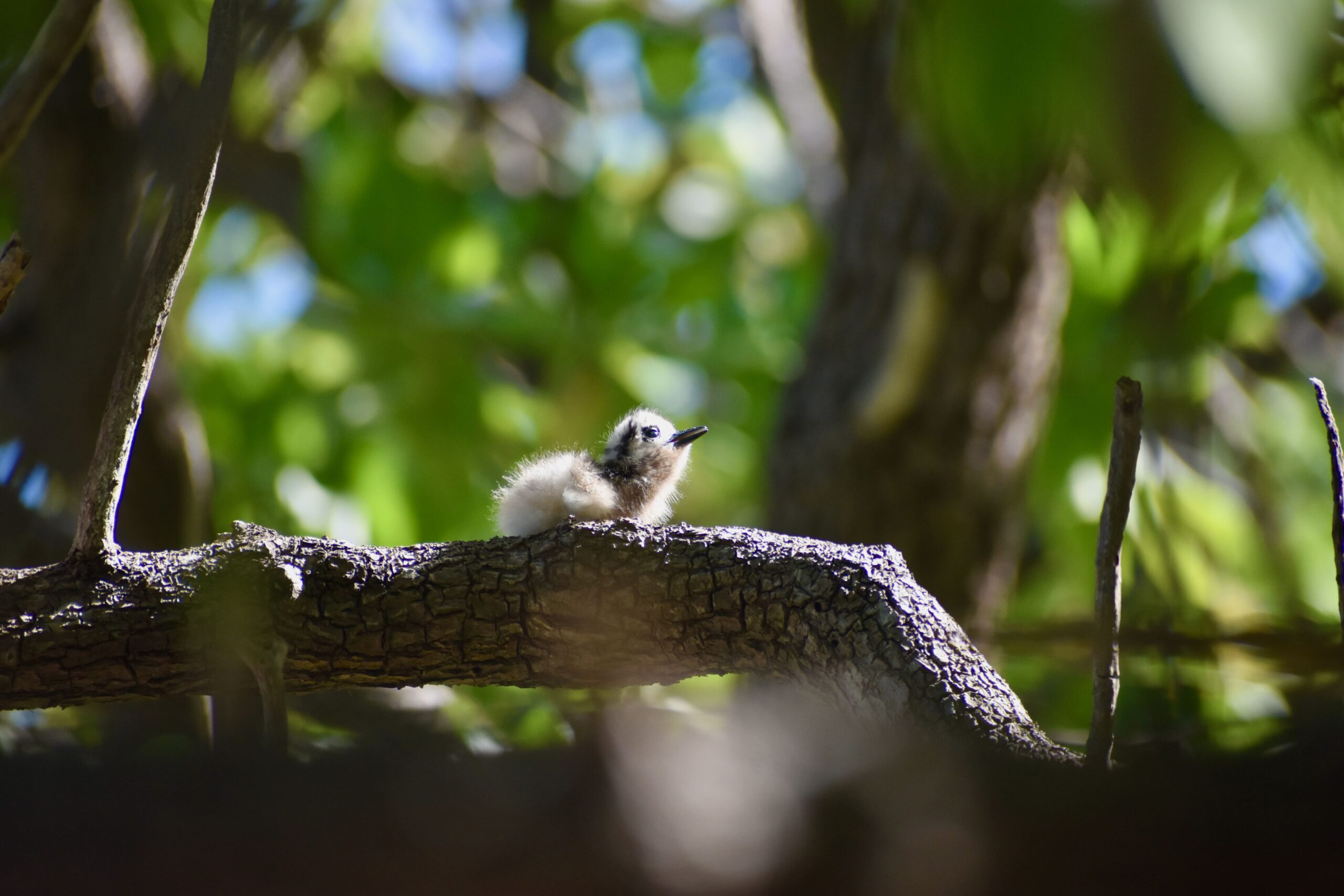 Seabirds thriving again in Tetiaroa